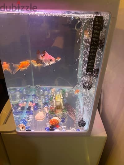 fish tank with all accessories