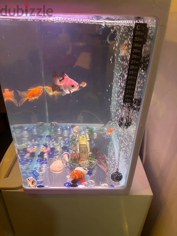 full fish tank with fish and all accessories 0