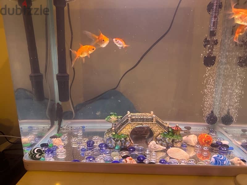 full fish tank with fish and all accessories 1