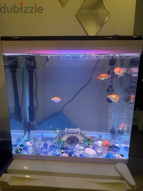 full fish tank with fish and all accessories 2