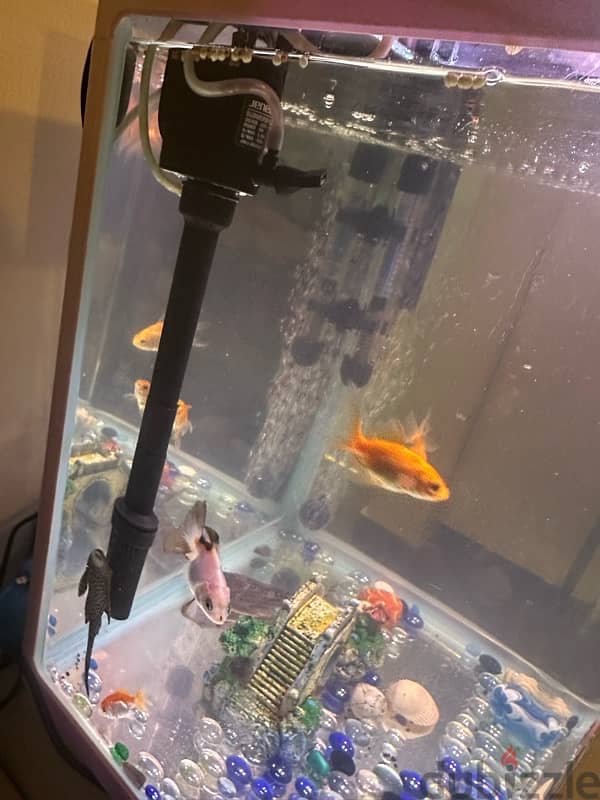 full fish tank with fish and all accessories 3