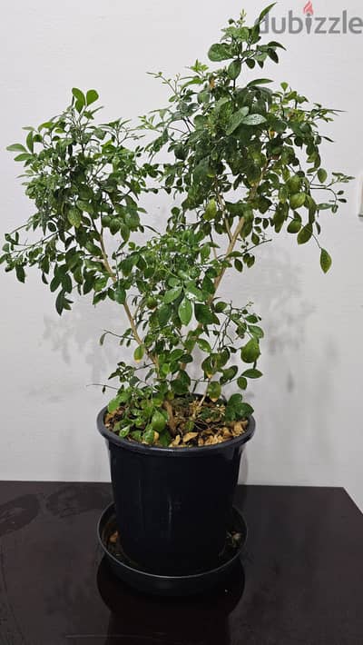 Orange Jasmine plant in pot