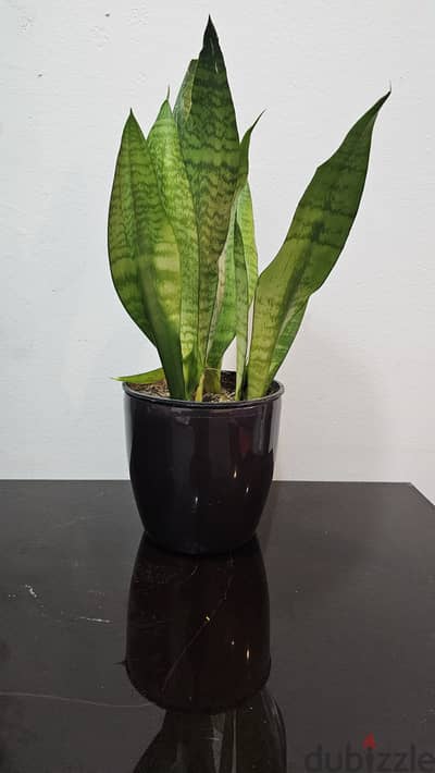 Snake plant