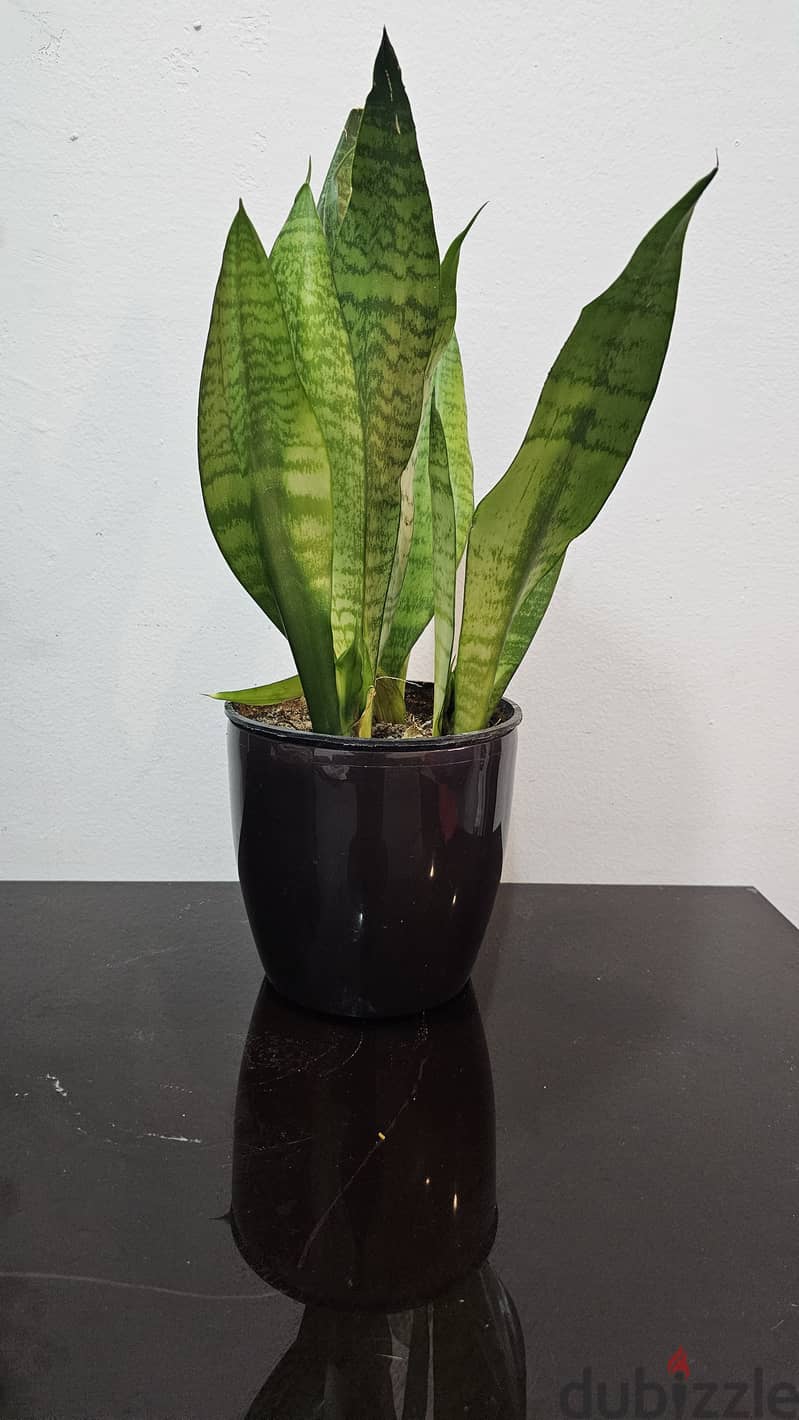 Snake plant 0