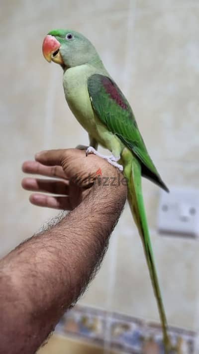 Alexandrine parakeet