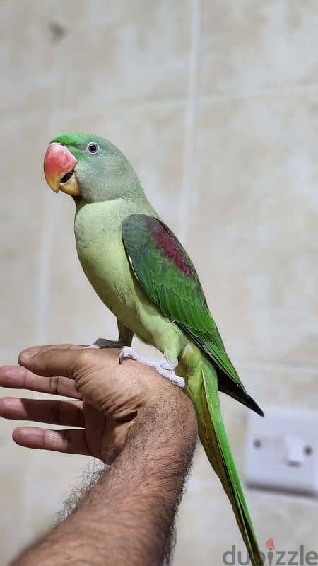 Alexandrine parakeet 1