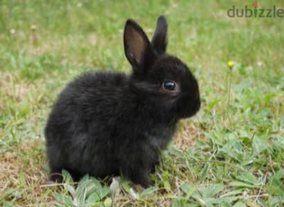 rabbit for sale