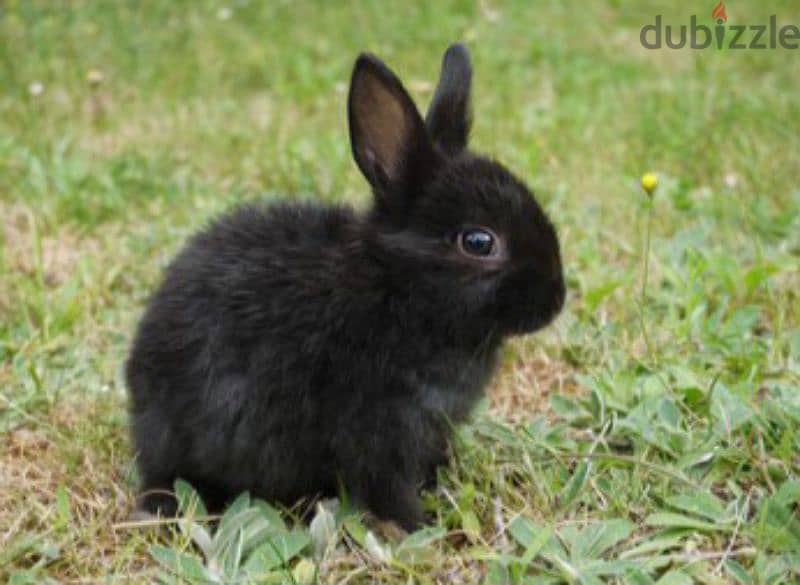 rabbit for sale 0