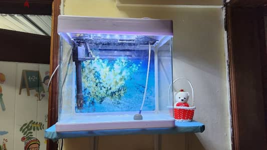 Aquarium / Fish tank with filter and light