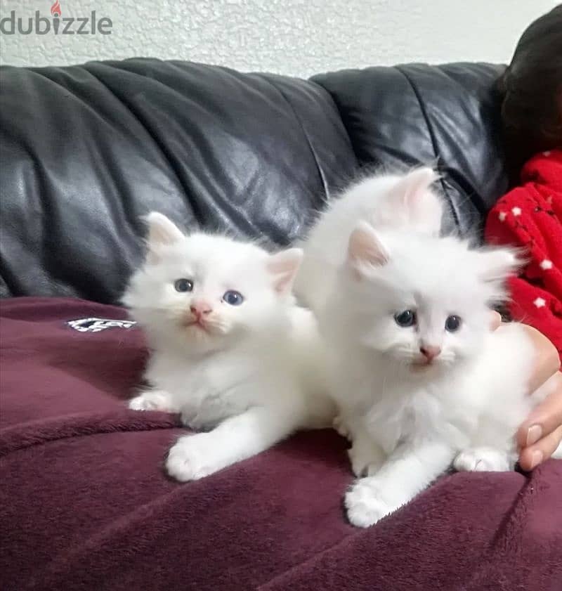 Whatsapp me +96555207281 Turkish Angora kittens for sale 3