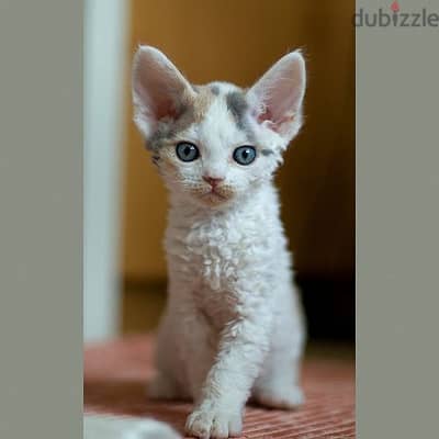 Whatsapp me +96555207281 Devon Rex kittens for sale