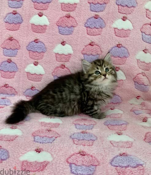 Whatsapp me +96555207281 Siberian kittens for sale 1