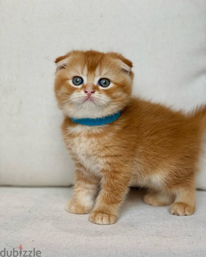 Whatsapp me +96555207281 Scottish Fold kittens for sale 1