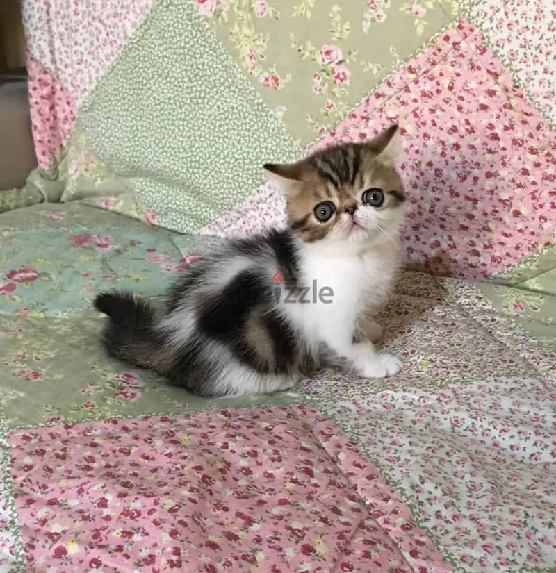 Whatsapp me +96555207281 Exotic Shorthair kittens for sale 0