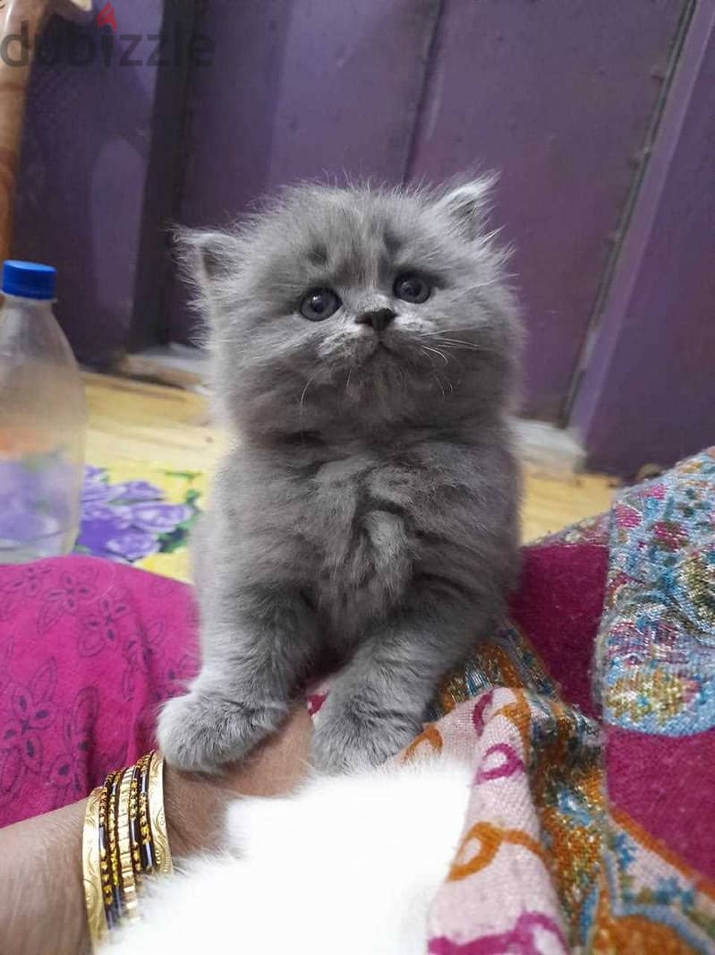 Whatsapp me +96555207281 British Shorthair kittens for sale 3