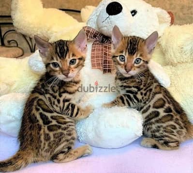 Whatsapp me +96555207281 Bengal kittens for sale