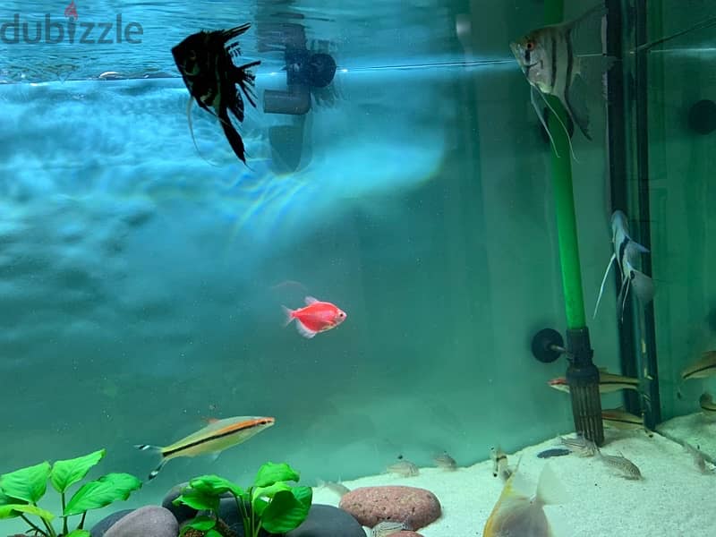 Angel fish for sale 0