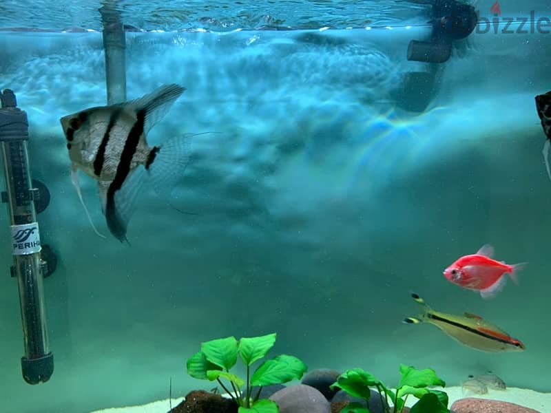 Angel fish for sale 1