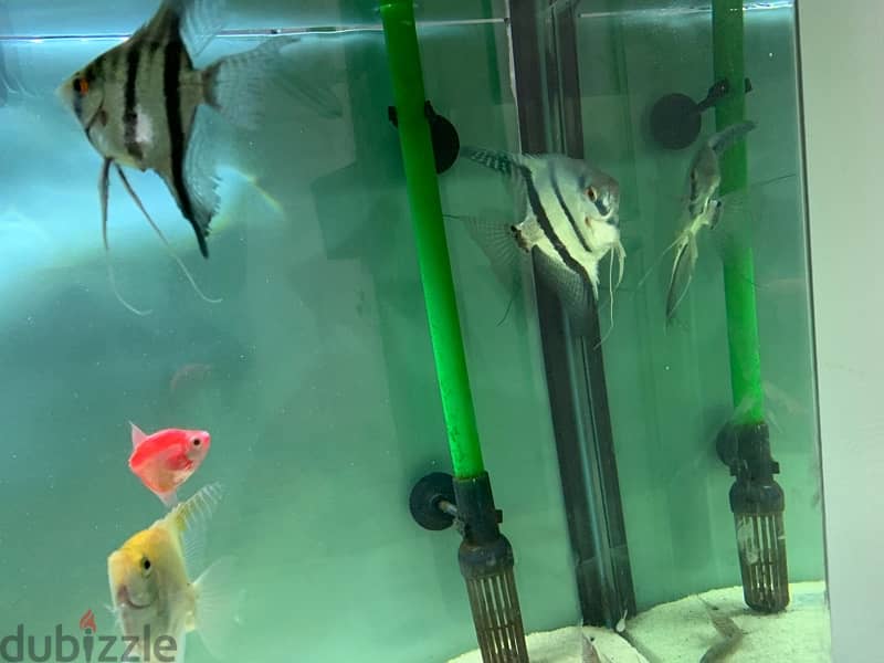 Angel fish for sale 3