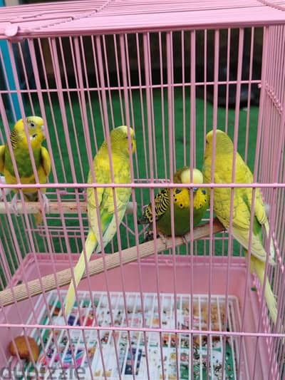 love birds for sale