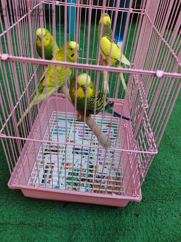 love birds for sale 2