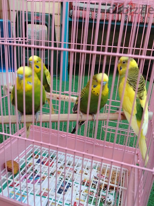 love birds for sale 3