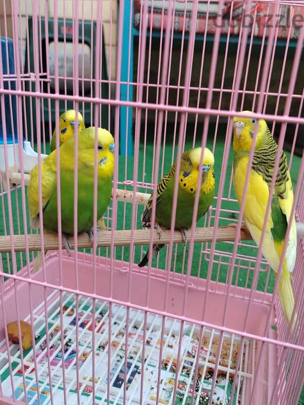 love birds for sale 4