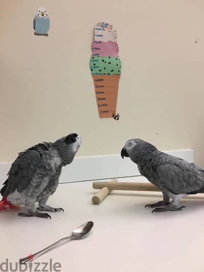 AFRICAN GREY PARROTS