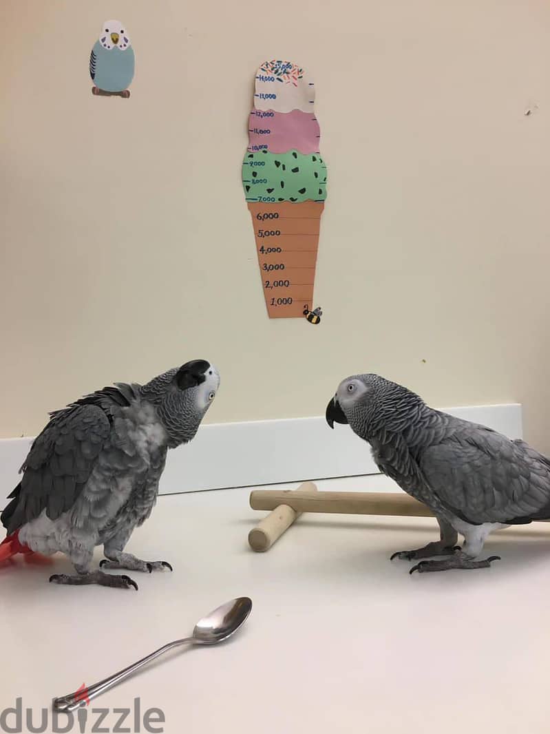 AFRICAN GREY PARROTS 0