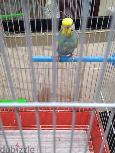 bird for sale