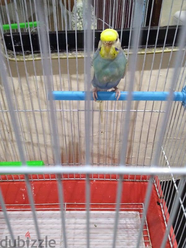 bird for sale 0