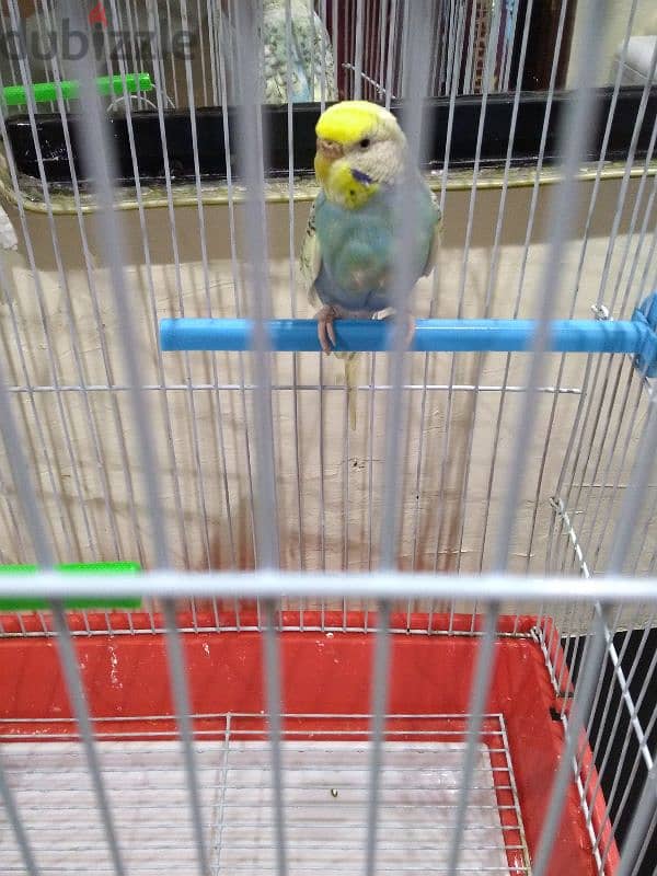 bird for sale 2