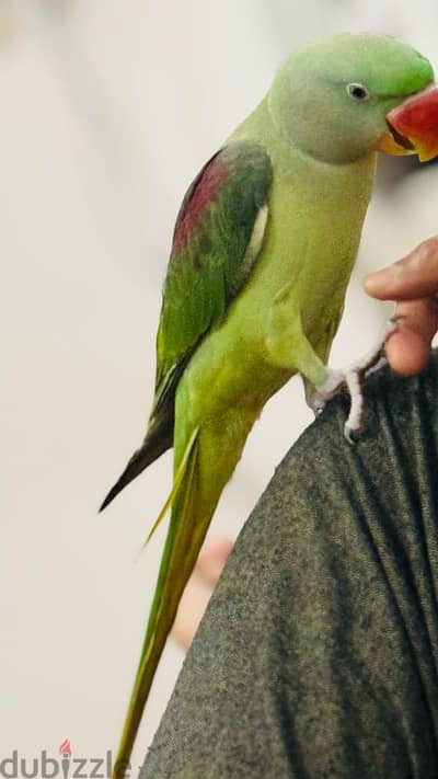 An Alexandrian parrot for sale