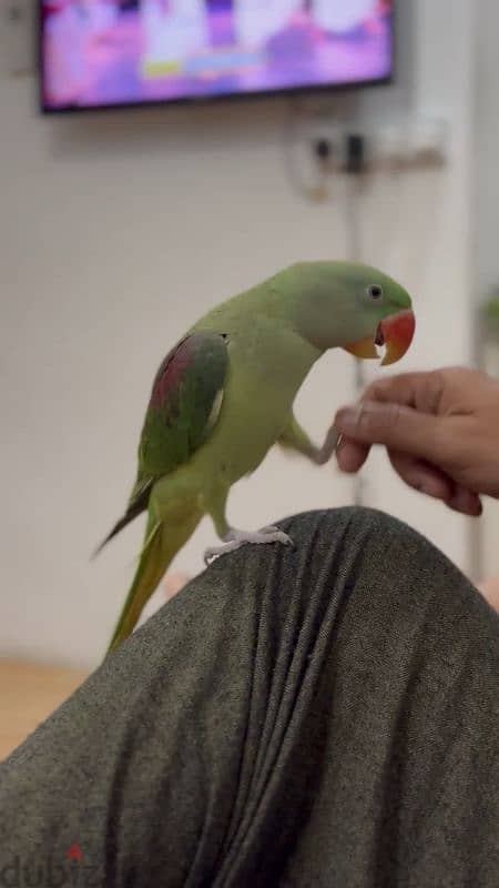 An Alexandrian parrot for sale 1