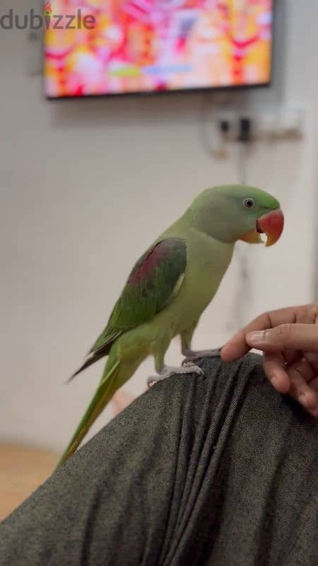 An Alexandrian parrot for sale 2