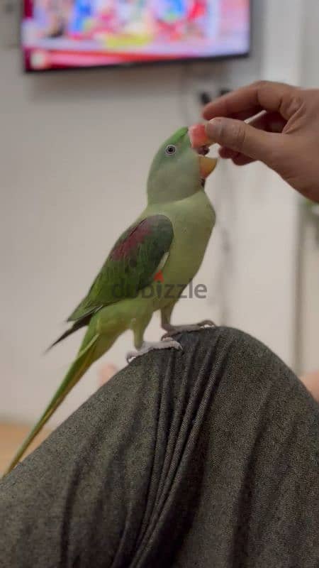 An Alexandrian parrot for sale 3