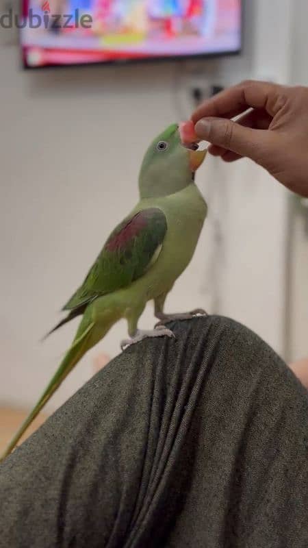 An Alexandrian parrot for sale 5