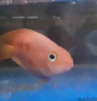 parrot fish for sale