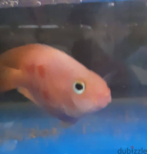 parrot fish for sale 0