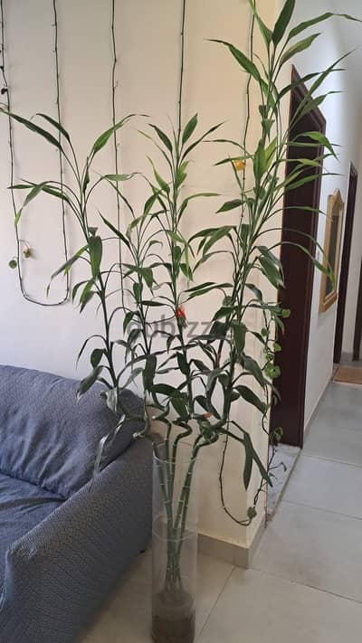 Indoor Plant