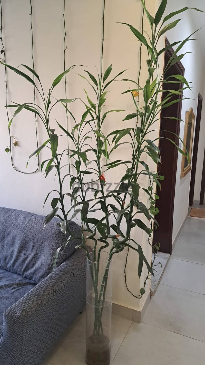 Indoor Plant 0