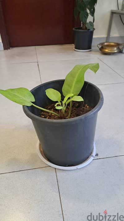 Indoor Plant