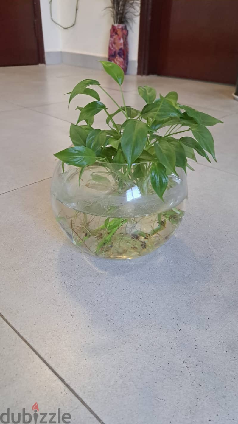 Indoor Plant 1