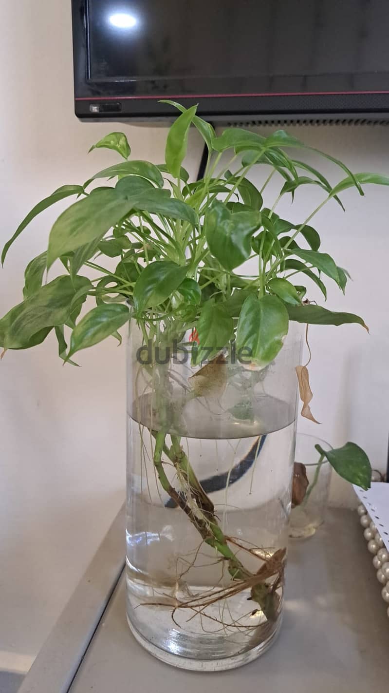 Indoor Plant 2