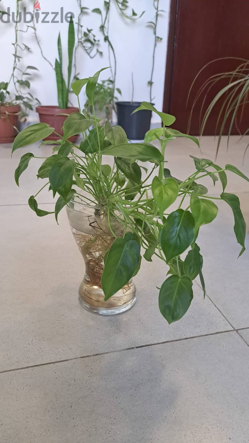 Indoor Plant 3