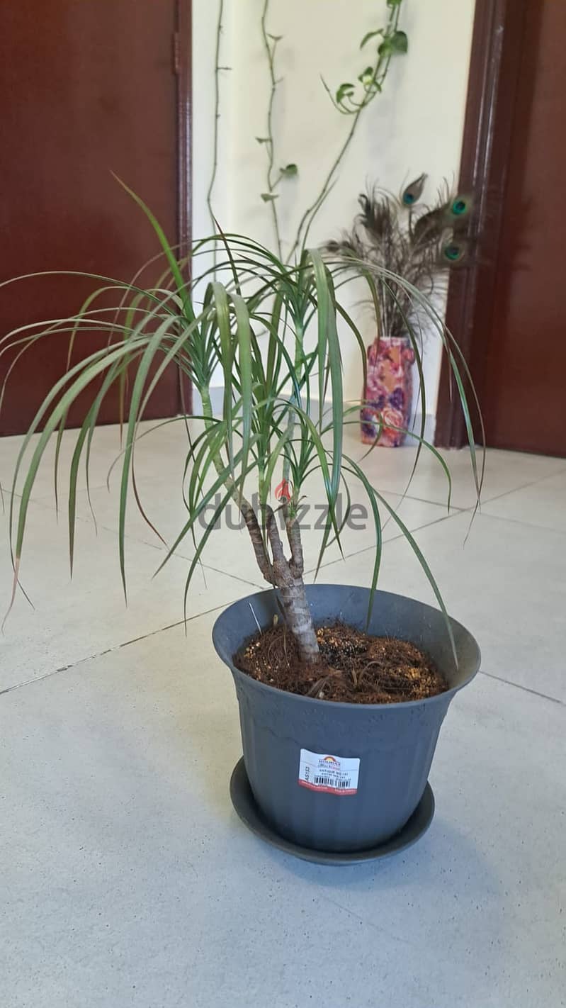 Indoor Plant 5