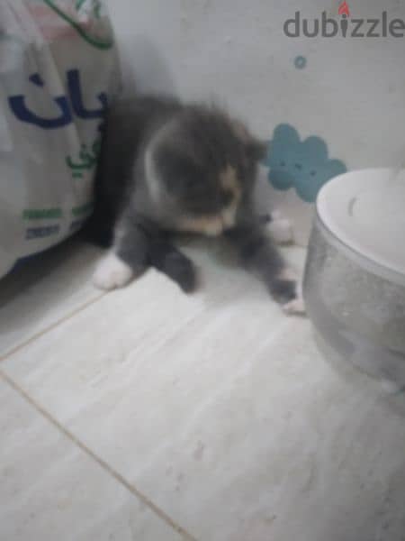 kitten Scottish fold 2