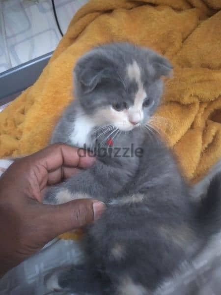 kitten Scottish fold 9