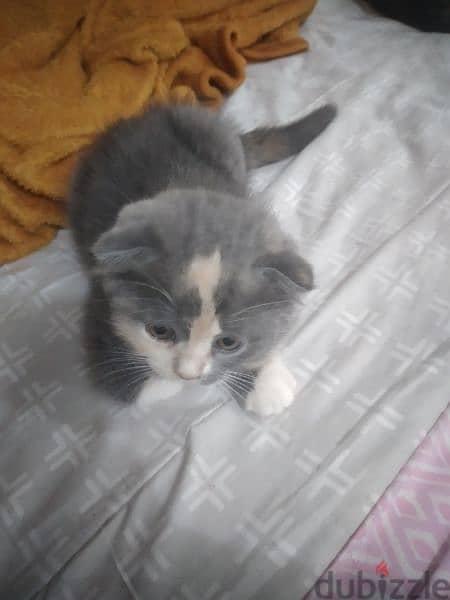 kitten Scottish fold 10