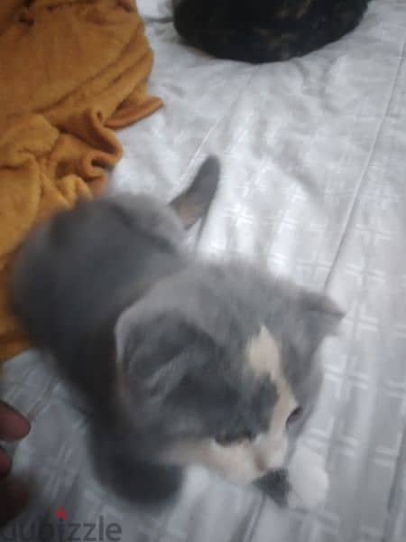 kitten Scottish fold 11